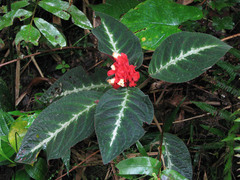 Gesnerieae