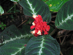 Gesnerieae