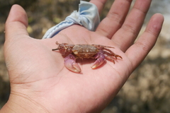 Metopograpsus frontalis