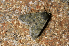 Ichneutica virescens