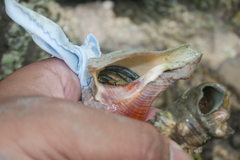 Clibanarius longitarsus