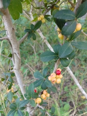 Xylosma flexuosa