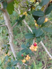 Xylosma flexuosa