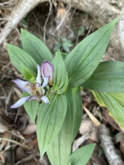 Tricyrtis