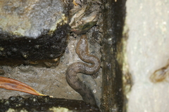 Cerberus schneiderii