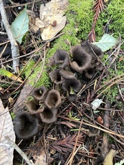 Craterellus calicornucopioides