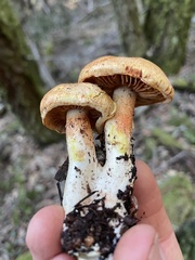 Cortinarius