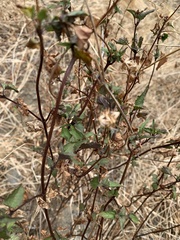Ageratina glechonophylla