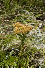 Crassula alba