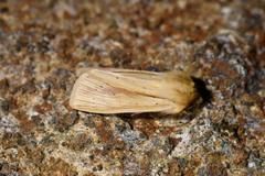 Ichneutica semivittata