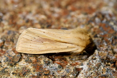 Ichneutica semivittata