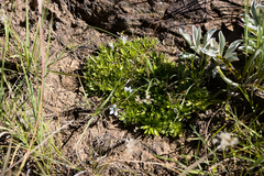 Craterocapsa tarsodes