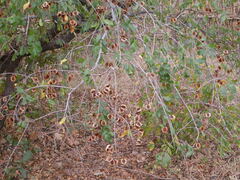 Combretum hereroense