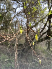 Dirca occidentalis