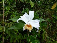 Sobralia chrysostoma
