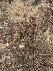 Ageratina glechonophylla