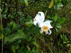 Sobralia chrysostoma