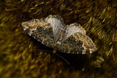 Hydriomena hemizona
