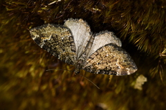 Hydriomena hemizona