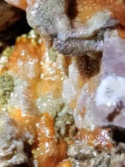 Watersipora cucullata