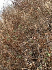 Ageratina glechonophylla