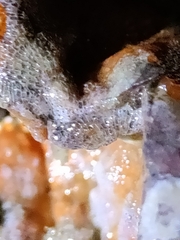 Watersipora cucullata