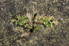 Pasiphila bilineolata