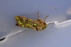 Ichneutica chlorodonta