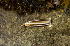Orocrambus philpotti