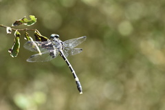 Austroepigomphus praeruptus