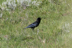 Corvus capensis