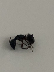 Camponotus compressus