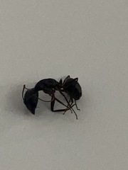 Camponotus compressus