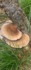 Pleurotus australis