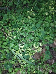 Peronospora alsinearum