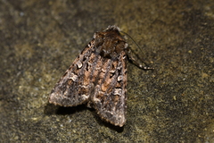 Ichneutica lithias