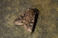 Ichneutica lithias