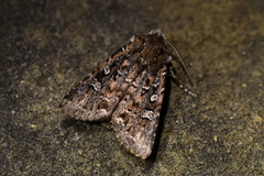 Ichneutica lithias