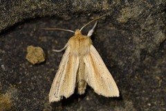 Ichneutica semivittata