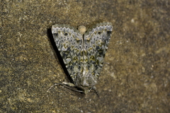 Ichneutica virescens