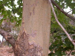 Sterculia quinqueloba
