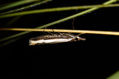 Orocrambus flexuosellus