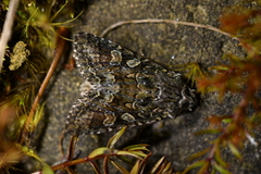 Ichneutica petrograpta