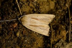 Ichneutica semivittata