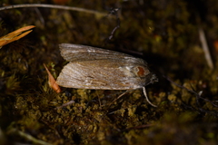 Physetica