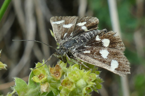 Eurrhypis pollinalis