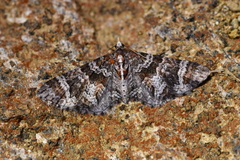 Pasiphila halianthes