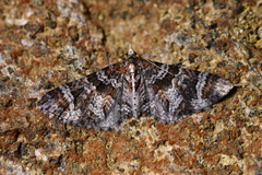 Pasiphila halianthes