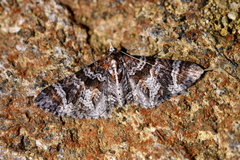 Pasiphila halianthes