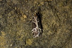 Eudonia melanaegis